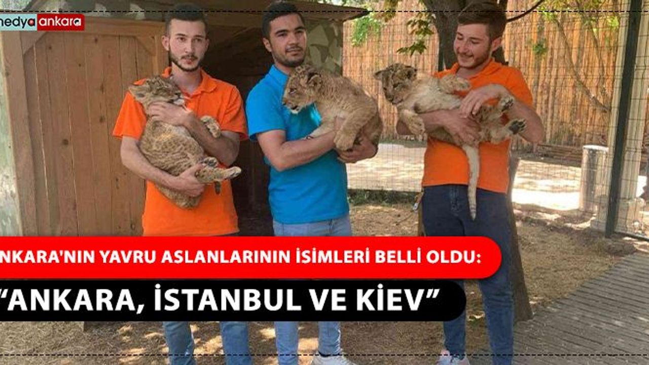 Ankara'nın yavru aslanlarının isimleri belli oldu: “Ankara, İstanbul ve Kiev”
